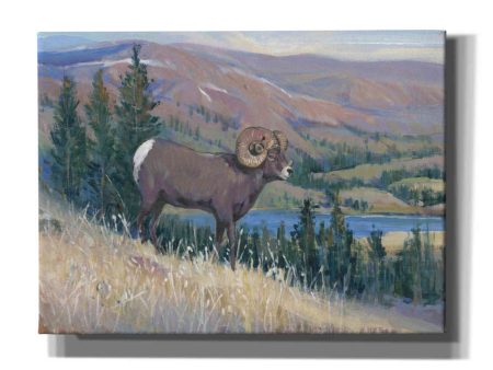 Animals of the West III  by Tim O Toole, Canvas Wall Art Hot on Sale