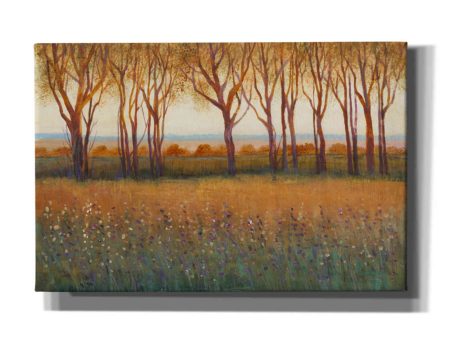 Glow in the Afternoon I  by Tim O Toole, Canvas Wall Art Discount