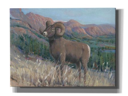 Animals of the West IV  by Tim O Toole, Canvas Wall Art Online Sale