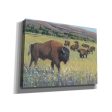 Animals of the West I  by Tim O Toole, Canvas Wall Art Online now