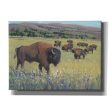 Animals of the West I  by Tim O Toole, Canvas Wall Art Online now