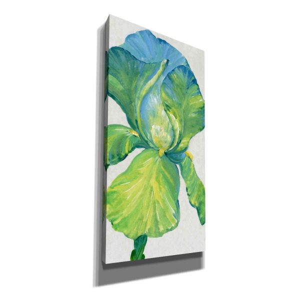 Iris Bloom in Green II  by Tim O Toole, Canvas Wall Art For Discount