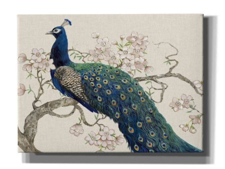 Peacock & Blossoms II  by Tim O Toole, Canvas Wall Art Online