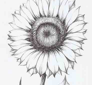 WL256 - Sunflower Sketch - 12x18 Supply