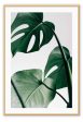 Monstera Leaf For Discount