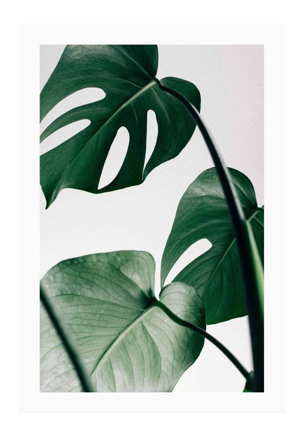 Monstera Leaf For Discount