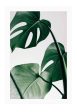 Monstera Leaf For Discount