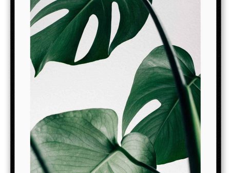 Monstera Leaf For Discount