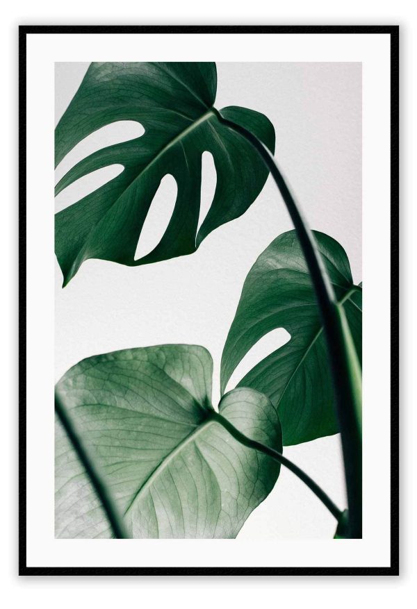 Monstera Leaf For Discount