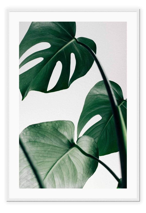 Monstera Leaf For Discount