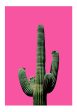 Fluro Cactus Online Sale