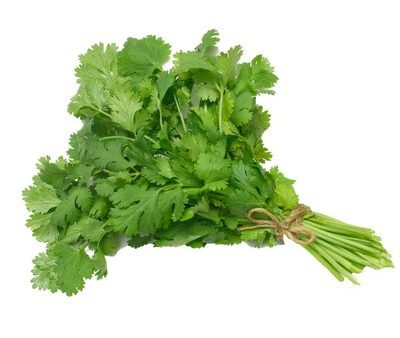 Cilantro For Sale